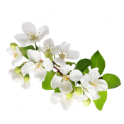 pngtree-white-flowers-a-branch-of-apple-branch-with-flowers-png-image_13145985