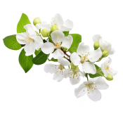 pngtree-white-flowers-a-branch-of-apple-branch-with-flowers-png-image_13145985